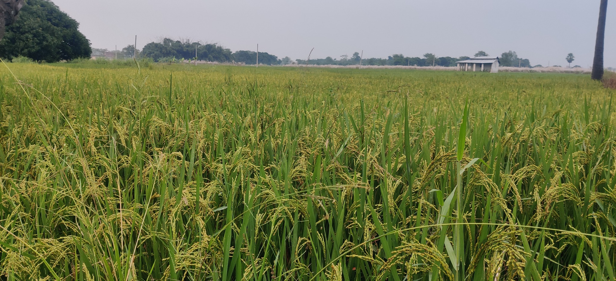 When Nature Speaks  The Soul of an Indian Village